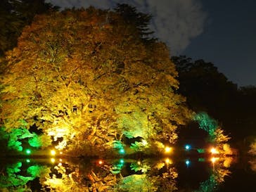 NAKED 紅葉の新宿御苑2023に投稿された画像（2023/11/24）