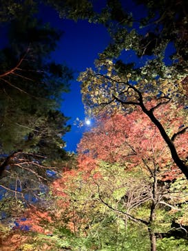 六義園に投稿された画像（2023/11/24）