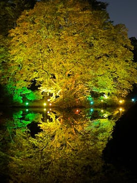 NAKED 紅葉の新宿御苑2023に投稿された画像（2023/11/24）