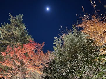 国営昭和記念公園 秋の夜散歩に投稿された画像（2023/11/24）