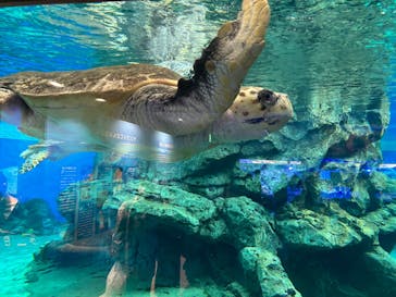 名古屋港水族館に投稿された画像（2023/11/24）