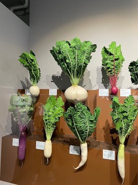 特別展「和食 ～日本の自然、人々の知恵～」に投稿された画像（2023/11/24）