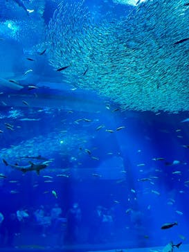 アクアワールド茨城県大洗水族館に投稿された画像（2023/11/24）