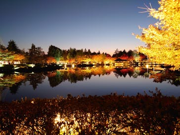 国営昭和記念公園 秋の夜散歩に投稿された画像（2023/11/24）