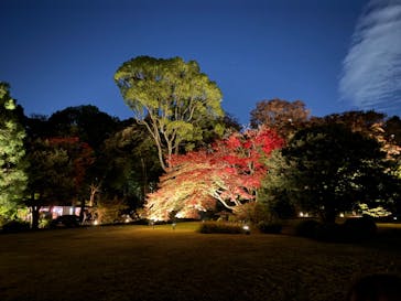 六義園に投稿された画像（2023/11/24）