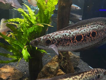 カワスイ 川崎⽔族館に投稿された画像（2023/11/24）