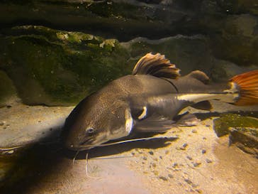 カワスイ 川崎⽔族館に投稿された画像（2023/11/24）