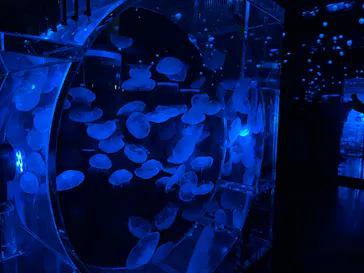 マクセル アクアパーク品川に投稿された画像（2023/11/24）