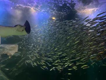 マクセル アクアパーク品川に投稿された画像（2023/11/24）