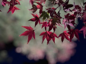 六義園に投稿された画像（2023/11/24）