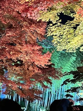 国営昭和記念公園 秋の夜散歩に投稿された画像（2023/11/24）