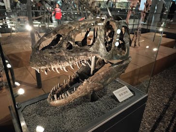 福井県立恐竜博物館に投稿された画像（2023/11/24）