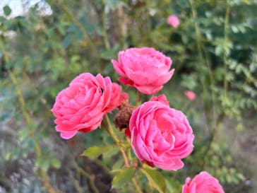 いばらきフラワーパークに投稿された画像（2023/11/24）