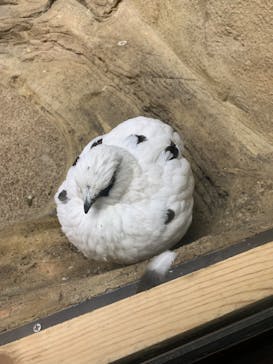 那須どうぶつ王国に投稿された画像（2023/11/24）