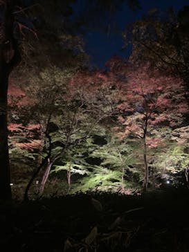 六義園に投稿された画像（2023/11/24）