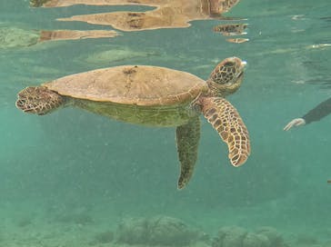 宮古島 ADVENTURE PiPi（ミヤコジマ アドベンチャー ピピ）に投稿された画像（2023/11/24）