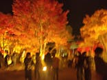 国営昭和記念公園 秋の夜散歩に投稿された画像（2023/11/24）