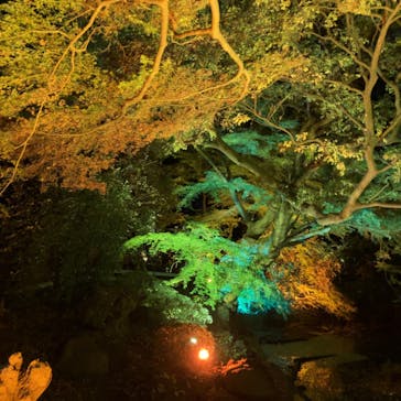 NAKED 紅葉の新宿御苑2023に投稿された画像（2023/11/24）