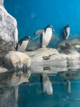 箱根園水族館に投稿された画像（2023/11/24）