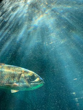 箱根園水族館に投稿された画像（2023/11/24）