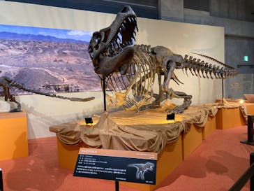 特別展「化石ハンター展 ～ゴビ砂漠の恐竜とヒマラヤの超大型獣～」＠名古屋に投稿された画像（2023/11/24）