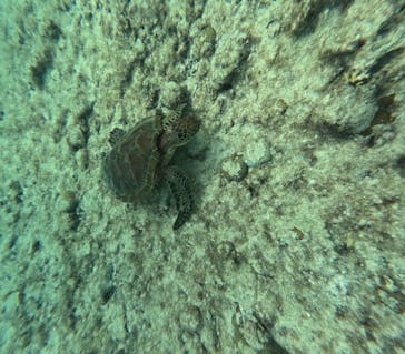 宮古島 ADVENTURE PiPi（ミヤコジマ アドベンチャー ピピ）に投稿された画像（2023/11/24）