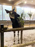 よこはま動物園ズーラシアに投稿された画像（2023/11/24）