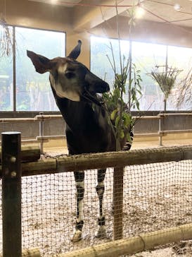 よこはま動物園ズーラシアに投稿された画像（2023/11/24）