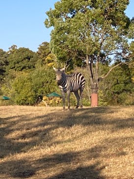 よこはま動物園ズーラシアに投稿された画像（2023/11/24）