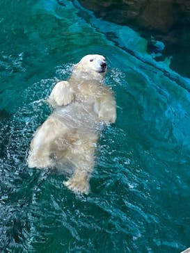 よこはま動物園ズーラシアに投稿された画像（2023/11/24）