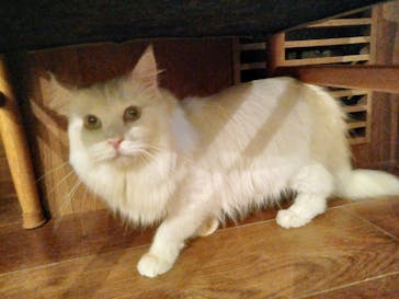 猫カフェモカ　池袋東口店に投稿された画像（2023/11/24）