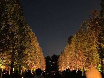 NAKED 紅葉の新宿御苑2023に投稿された画像（2023/11/24）