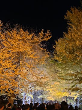 国営昭和記念公園 秋の夜散歩に投稿された画像（2023/11/24）