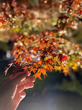 国営昭和記念公園 秋の夜散歩に投稿された画像（2023/11/24）