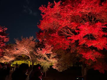 NAKED meets 二条城 2025 観月に投稿された画像（2023/11/24）