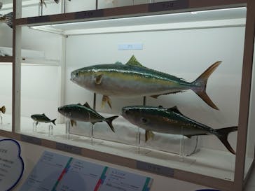 特別展「和食 ～日本の自然、人々の知恵～」に投稿された画像（2023/11/24）