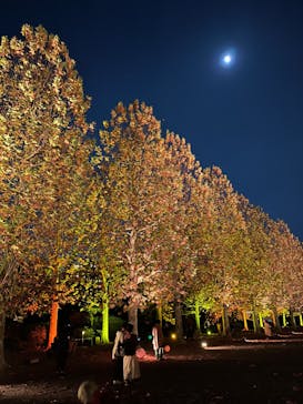 NAKED 紅葉の新宿御苑2023に投稿された画像（2023/11/24）