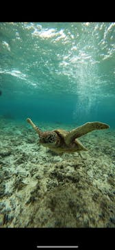 宮古島 ADVENTURE PiPi（ミヤコジマ アドベンチャー ピピ）に投稿された画像（2023/11/24）