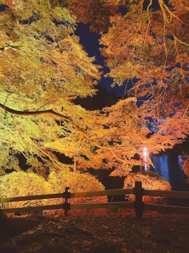 NAKED 紅葉の新宿御苑2023に投稿された画像（2023/11/24）