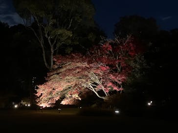 六義園に投稿された画像（2023/11/24）