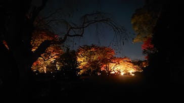 六義園に投稿された画像（2023/11/24）