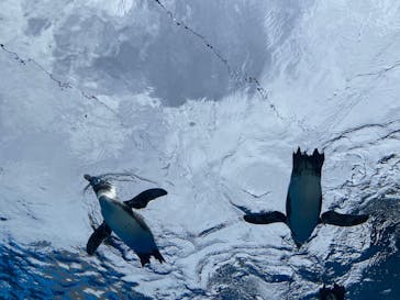サンシャイン水族館に投稿された画像（2023/11/24）