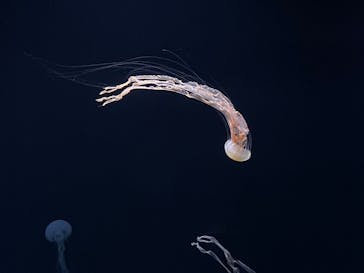 サンシャイン水族館に投稿された画像（2023/11/24）