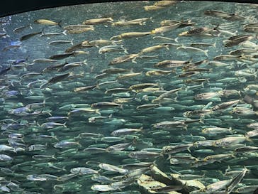 サンシャイン水族館に投稿された画像（2023/11/24）