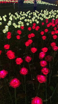 美らヤシパークオキナワ・東南植物楽園に投稿された画像（2023/11/24）