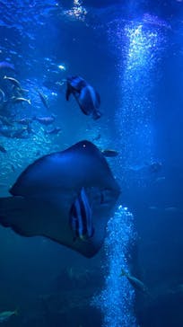 京都水族館に投稿された画像（2023/11/24）