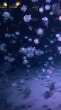 京都水族館に投稿された画像（2023/11/24）