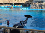 名古屋港水族館に投稿された画像（2023/11/25）