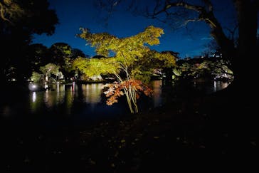 六義園に投稿された画像（2023/11/25）