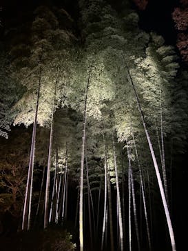 六義園に投稿された画像（2023/11/25）